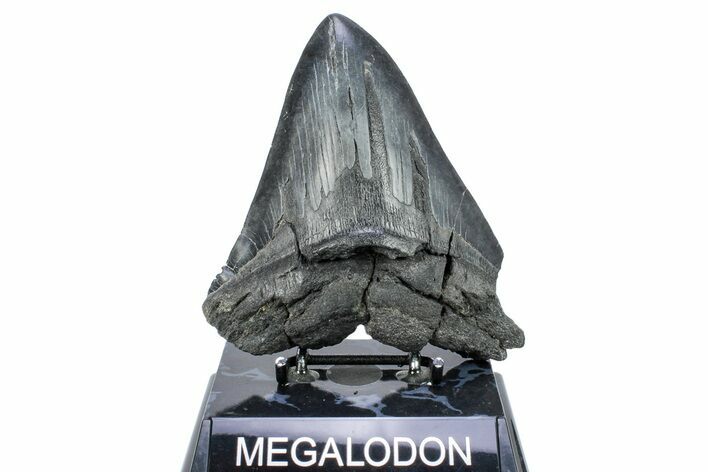 Bargain, Fossil Megalodon Tooth - Repaired #251272